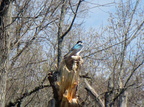 IMG 4537